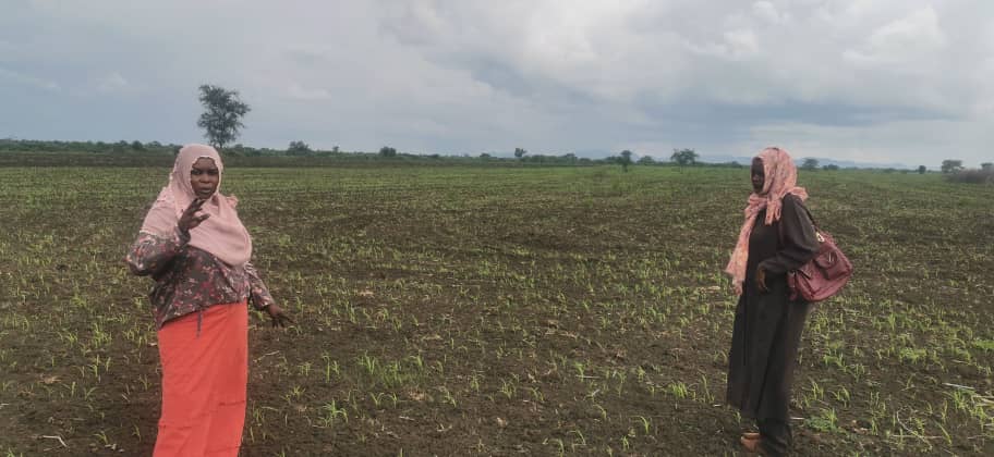 البحوث الزراعيه وشركائها لإنتاج التقاوي يقفون على آخر المجموعات بقرية البرداب*